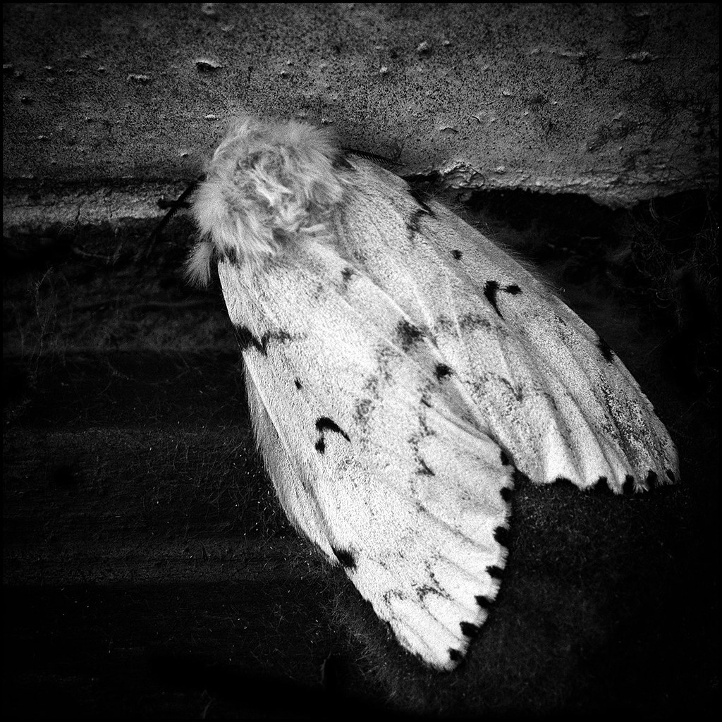 White Moth with Black Spots Gene Wilburn Flickr