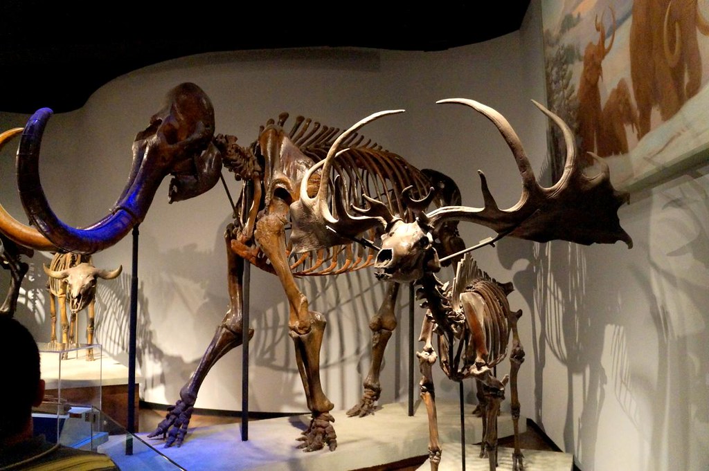 Field Museum Aug 2014009 Field Museum, Chicago Flickr