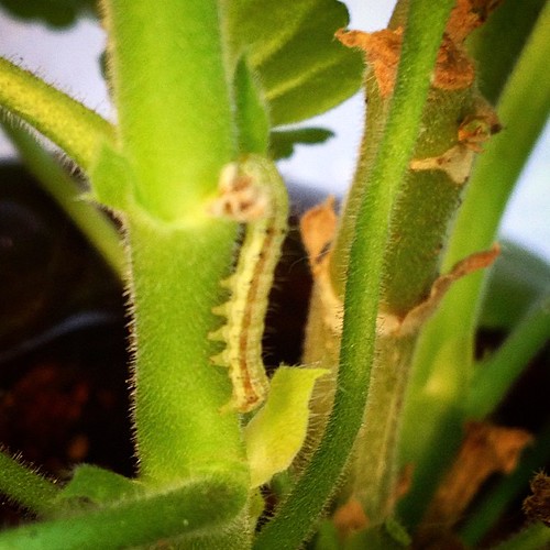 Stupid moth babies eating my geraniums! caterpillar larv… Flickr