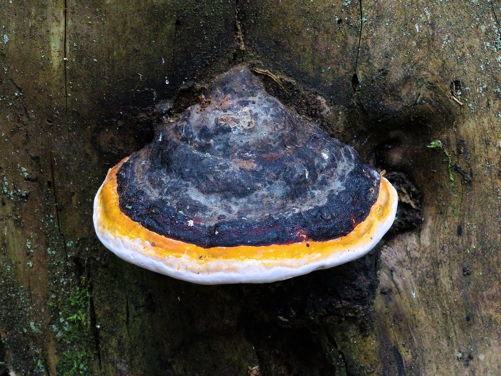 Woodeating Fungus (Not edited colors) Bjørn Breimo Flickr