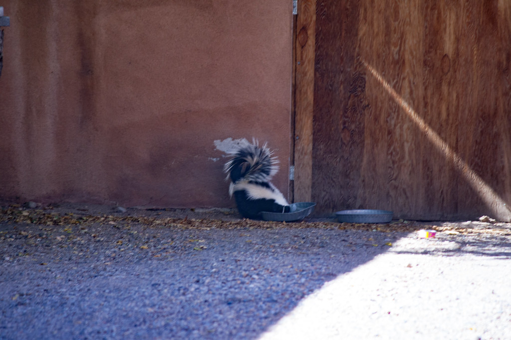 Urban skunk 10142016 (1 of 22) Urban skunk eating cat fo… Flickr