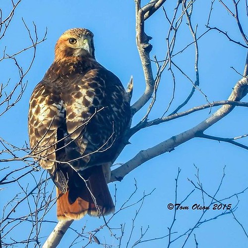 Red tailed hawk in York Maine raptors hawks maine Flickr