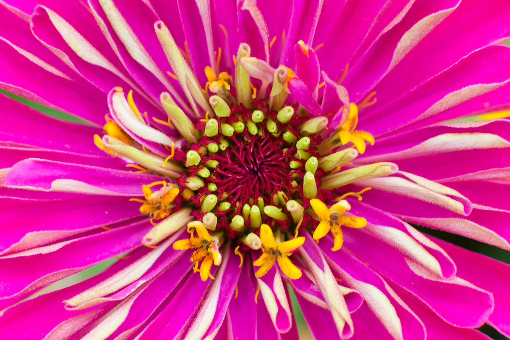Flower Denver Botanic Gardens, Denver, CO, USA A. Jaszlics Flickr
