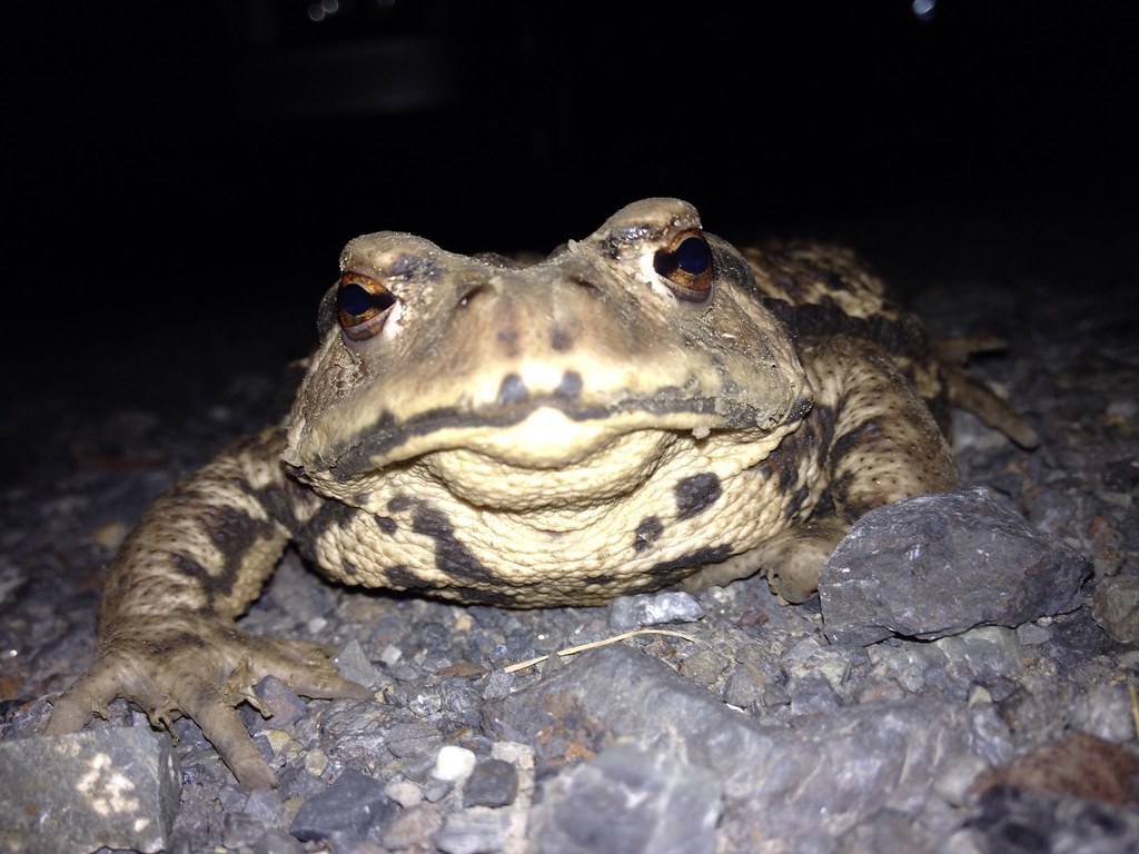 japanese common toad 20140329gumma emimaru Flickr