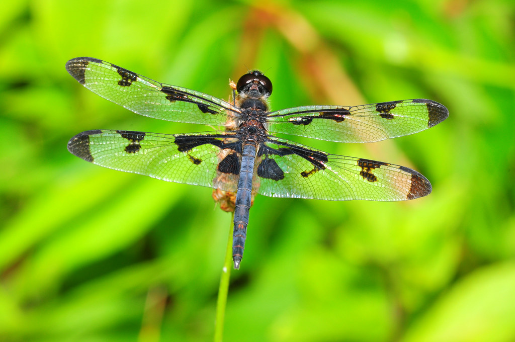 Banded Pennant Sparta, Sussex County, NJ Melville Osborne Flickr