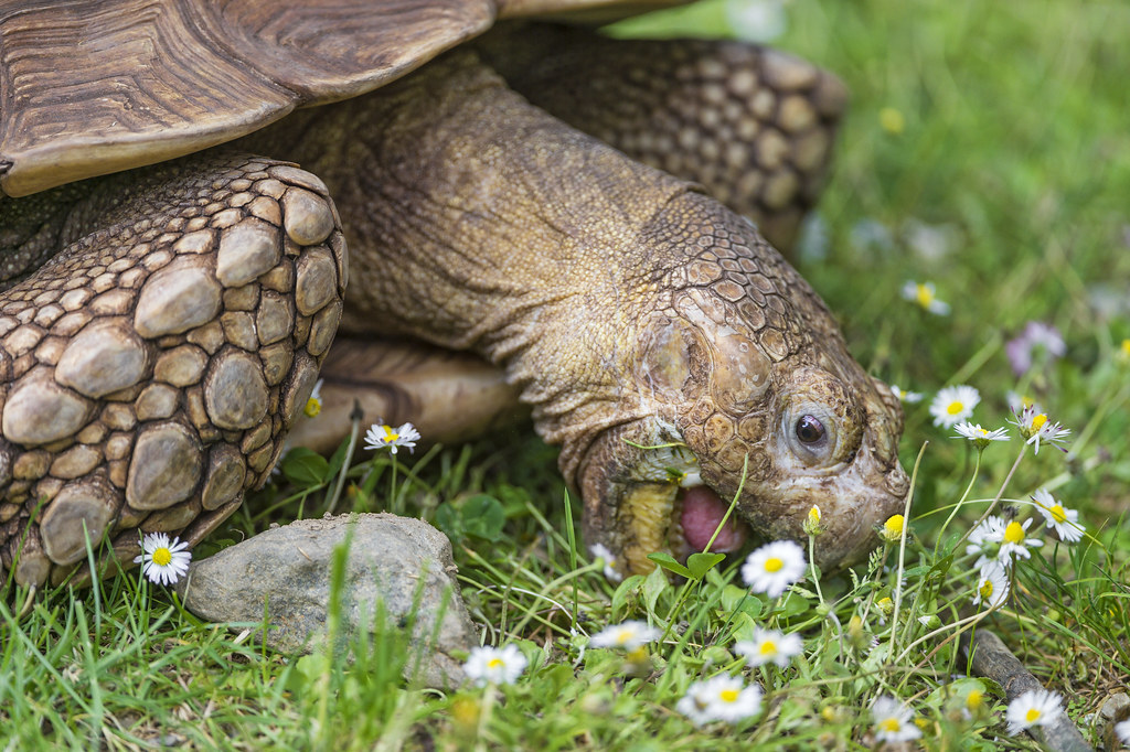 Tortoise eating daisies Tortoises also like flowers! Flickr