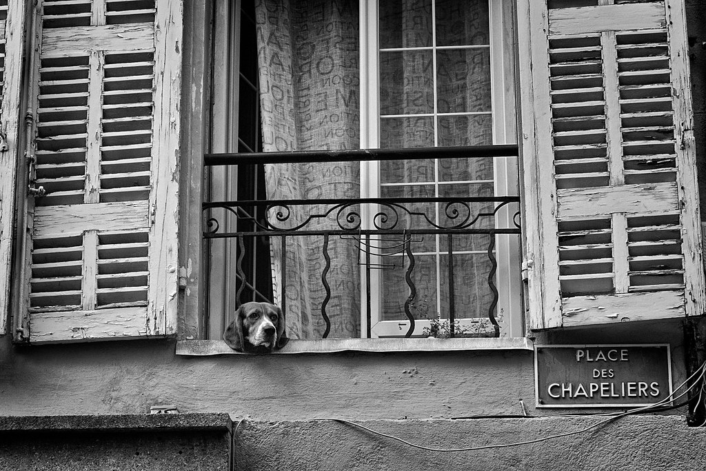 A dogs life... Aix en Provence martin.mutch Flickr