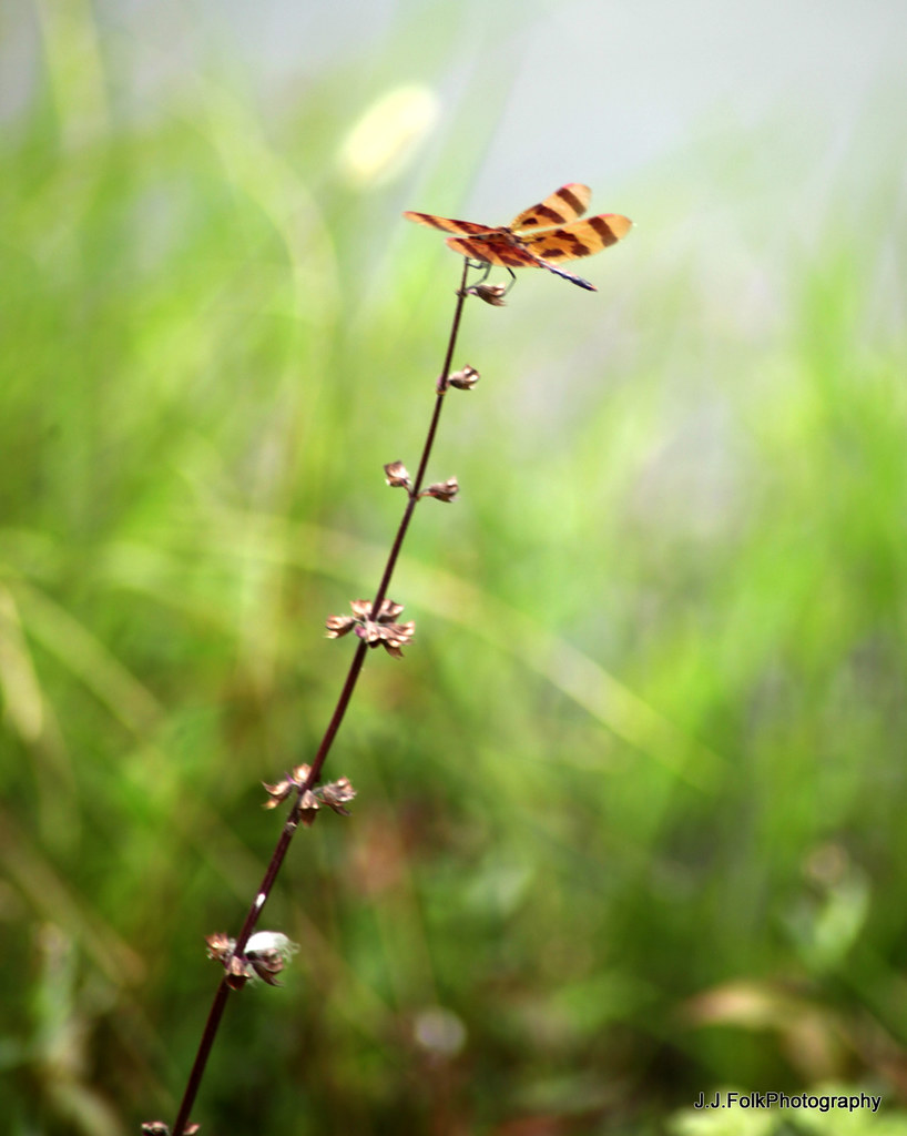 Dragonfly Minor E. Clark Fish Hatchery, Kentucky Departmen… Flickr
