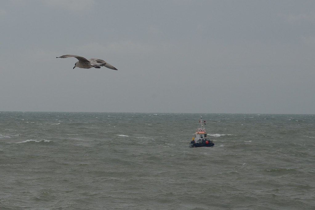 Range Safety Boat & Gull off West Parade, Hythe, Kent Flickr