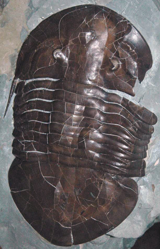 Isotelus maximus fossil trilobite with healed bite mark (Flat Run