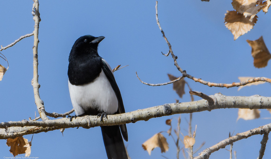 Magpie Even if there is nothing else going on at the park … Flickr
