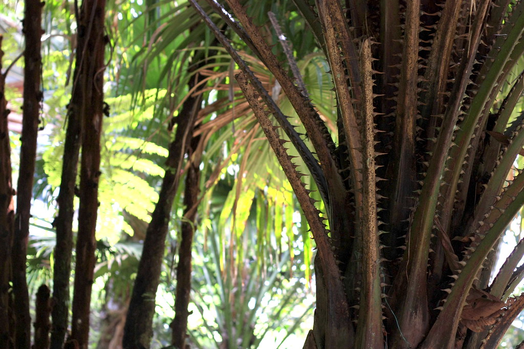 Palm tree with spikes All manner of plants tropical, tem… Flickr