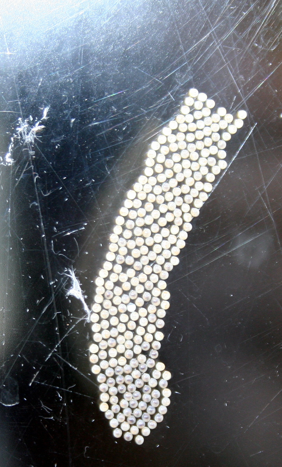 Moth Eggs Hatching Flickr