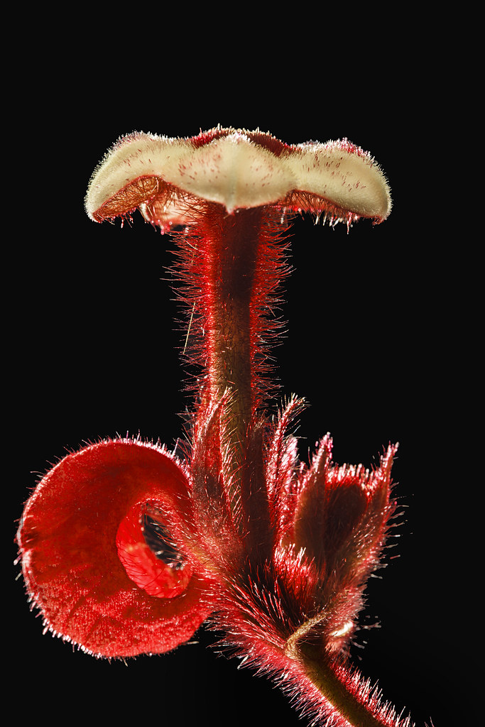 Flower flower photography using off camera flashes. one fr… Flickr