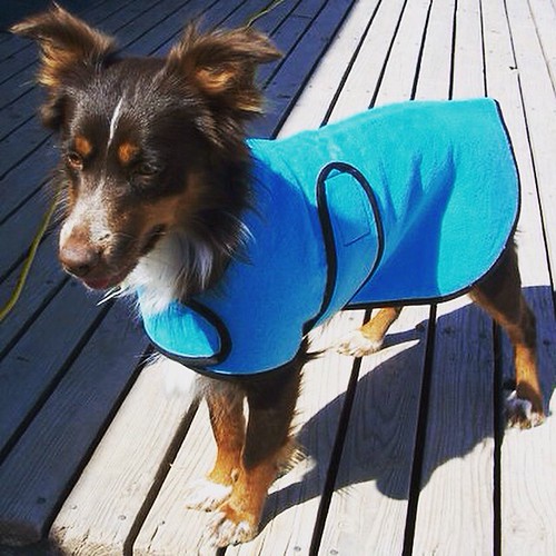 Cool coats work really well to keep your pup comfortable a… Flickr