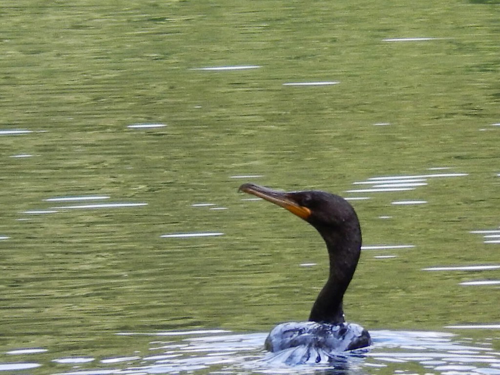 DSCN3509 Morse Lakes, Bloomingdale, NJ Craig Walenta Flickr