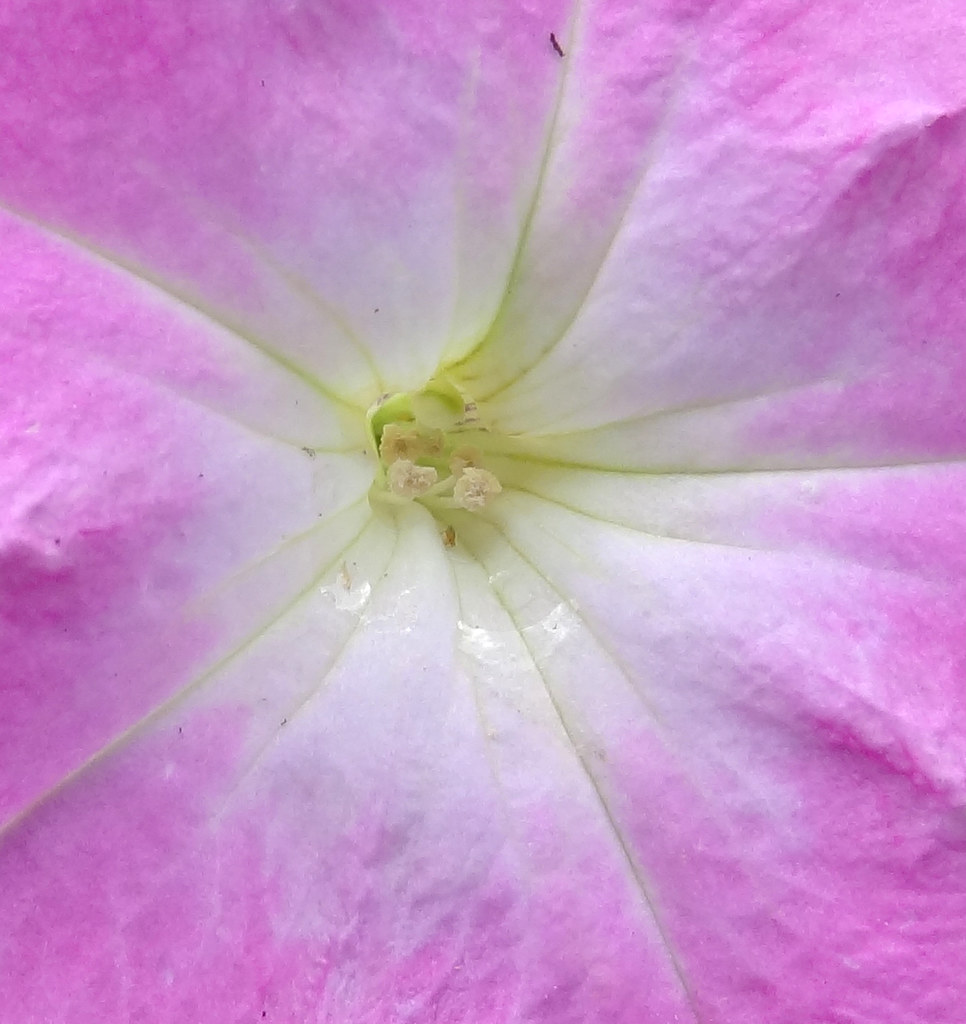 pink petunia, Hartwell Walmart A pink petunia, photographe… Flickr