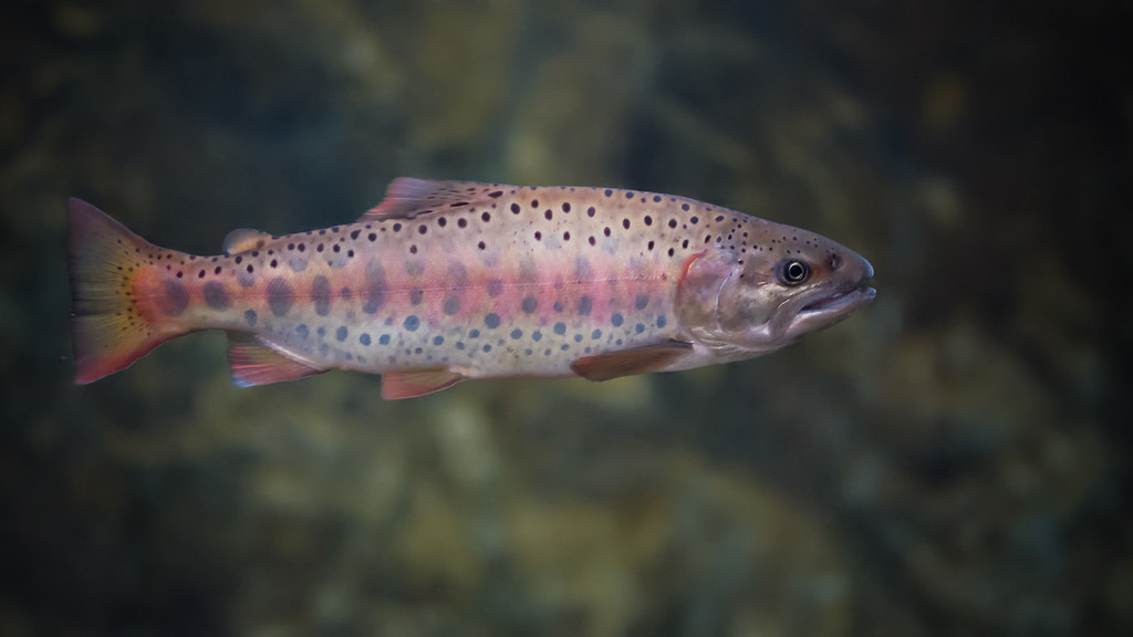Formosan landlocked salmon (ISO 12800) Wuling Farm. jc.han Flickr