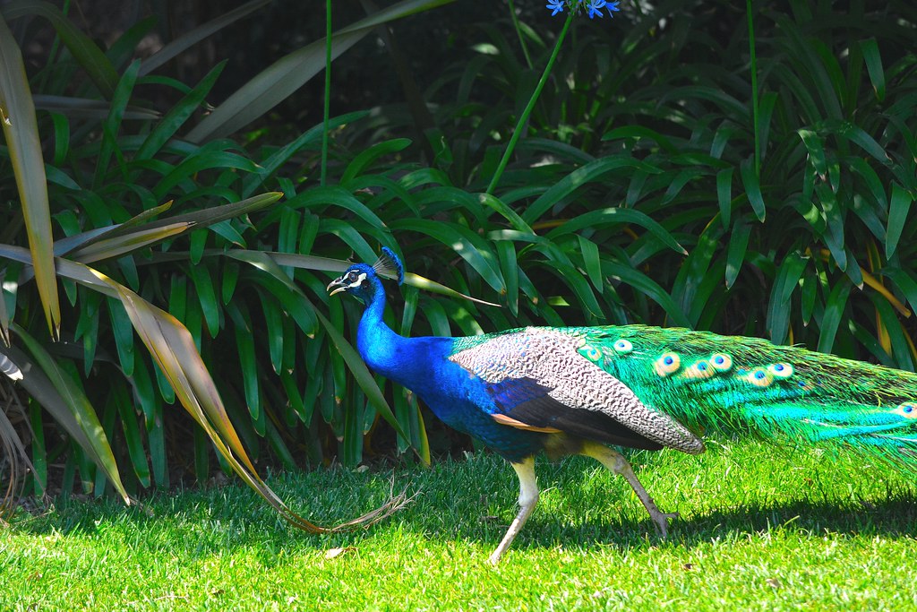 Arcadia Arboretum Flickr