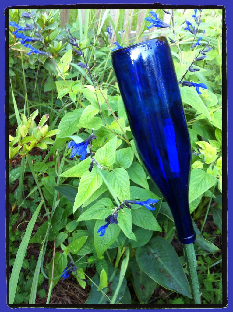 Growing Blue Blue flowers and blue bottles, looking good! Lamar