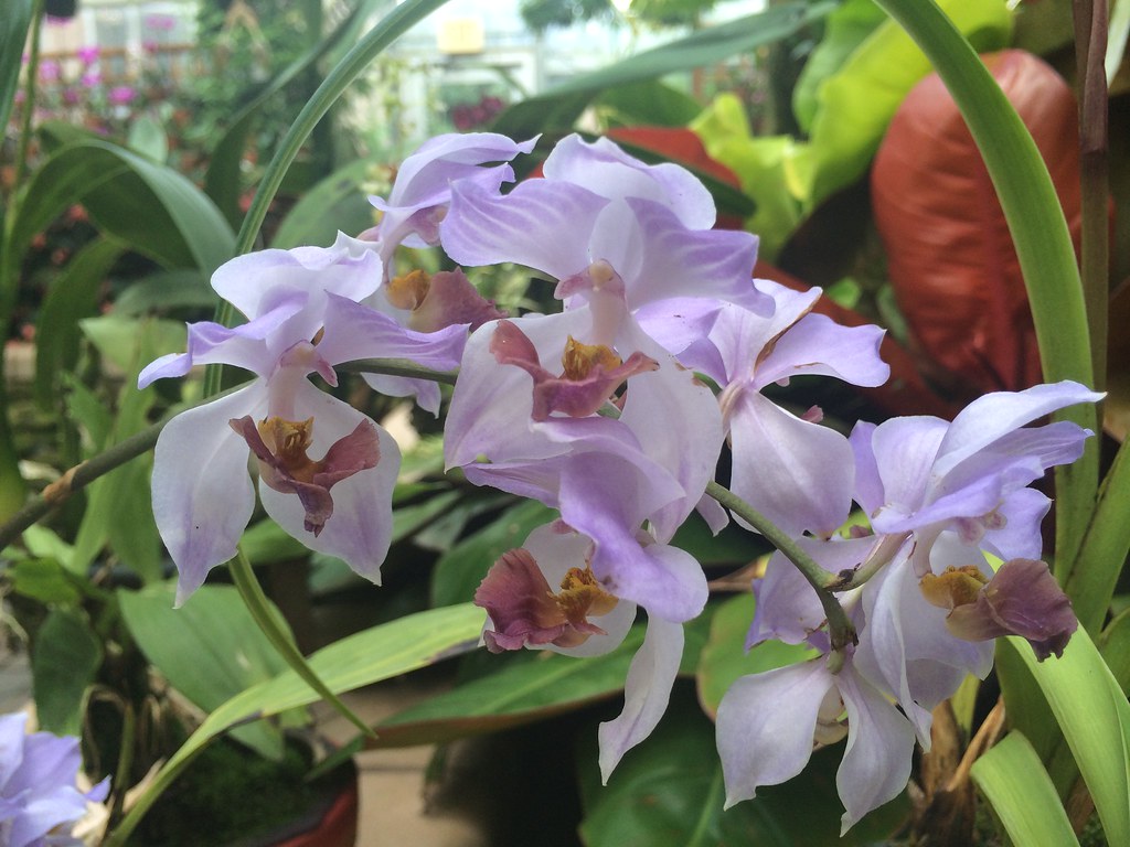 Acacallis cyanea; Atlanta Botanical Garden; Orchid Display… Flickr