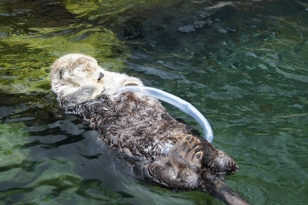 Otter and his tube Vancouver Aquarium, BC Canada Tjflex2 Flickr