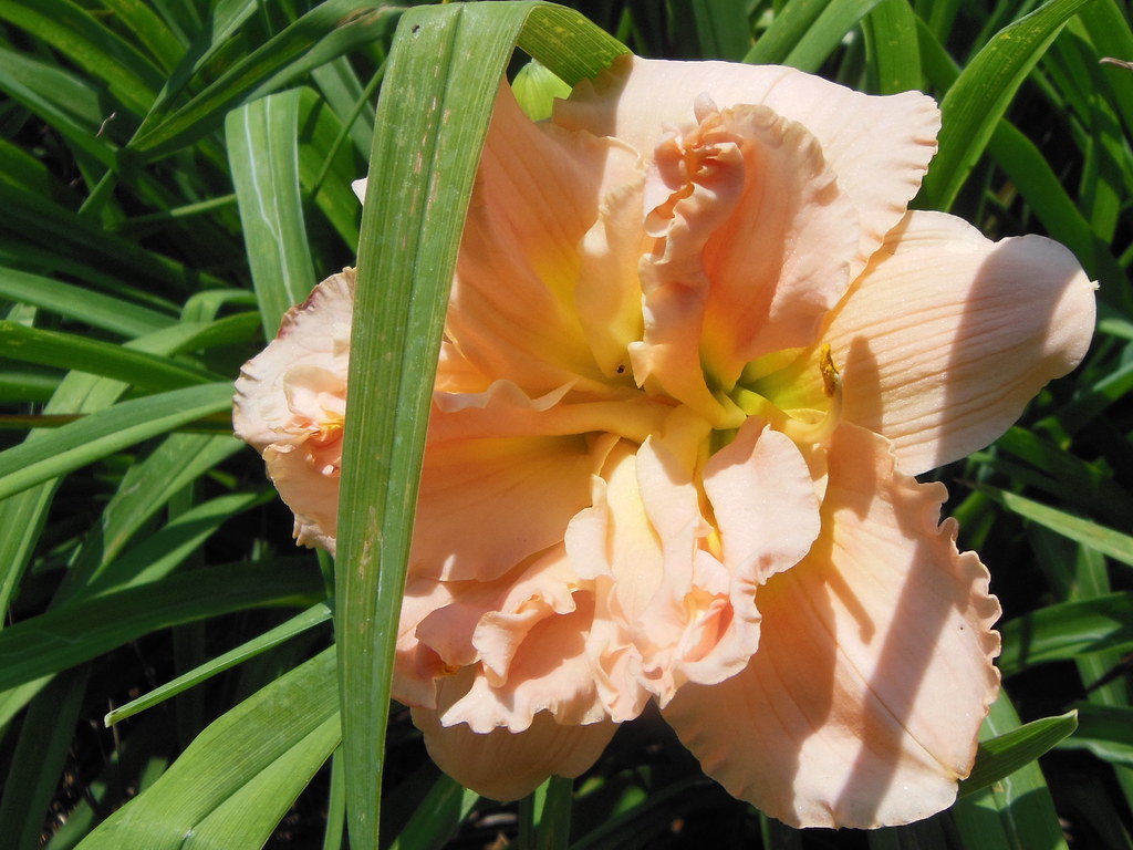 Summer Flowers Growing in a garden in Shiloh, Jul… Flickr