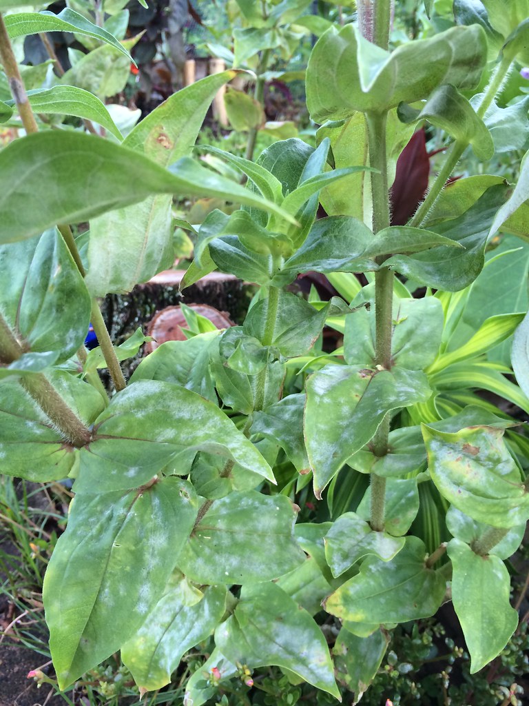 Zinnia Powdery mildew Scot Nelson Flickr