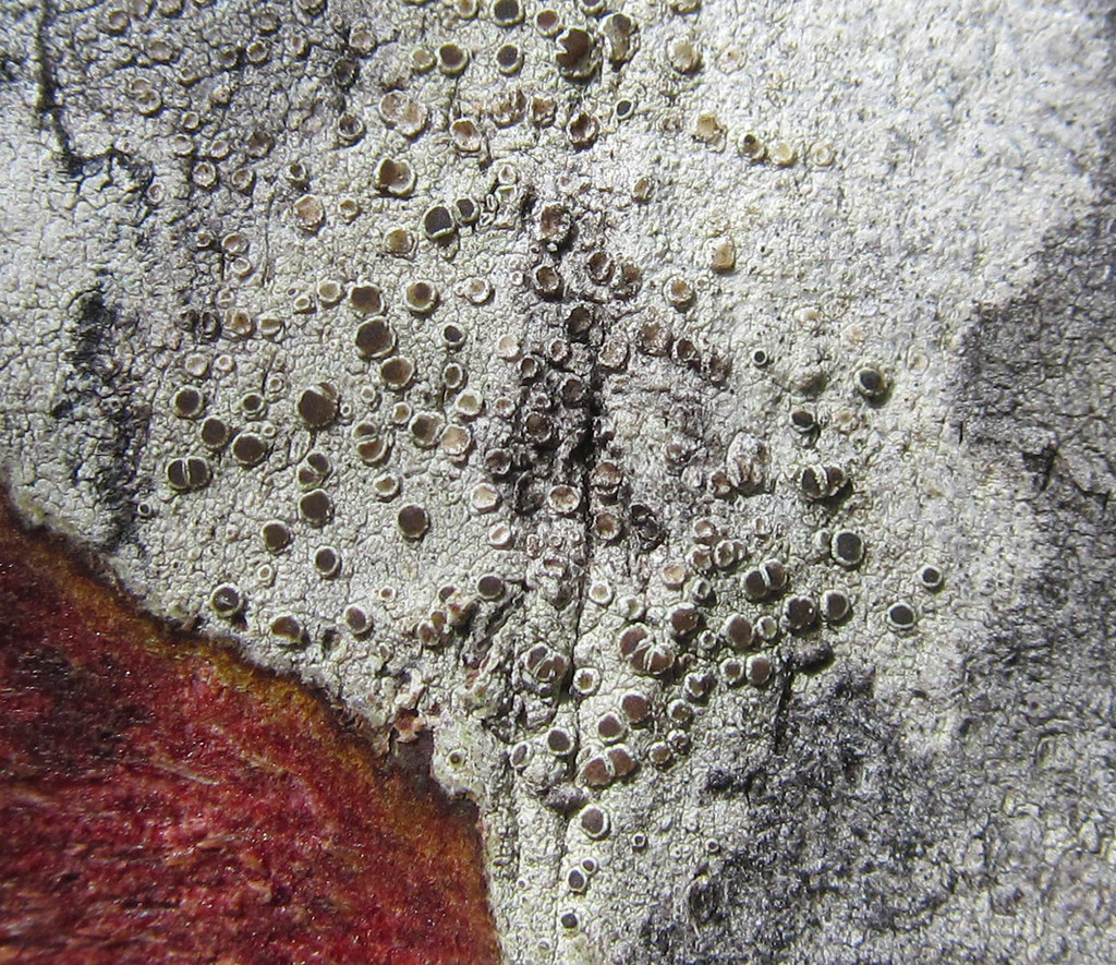 Lecanora kauaiensis [IMG 2789] on bark, track to Hawkings … Flickr
