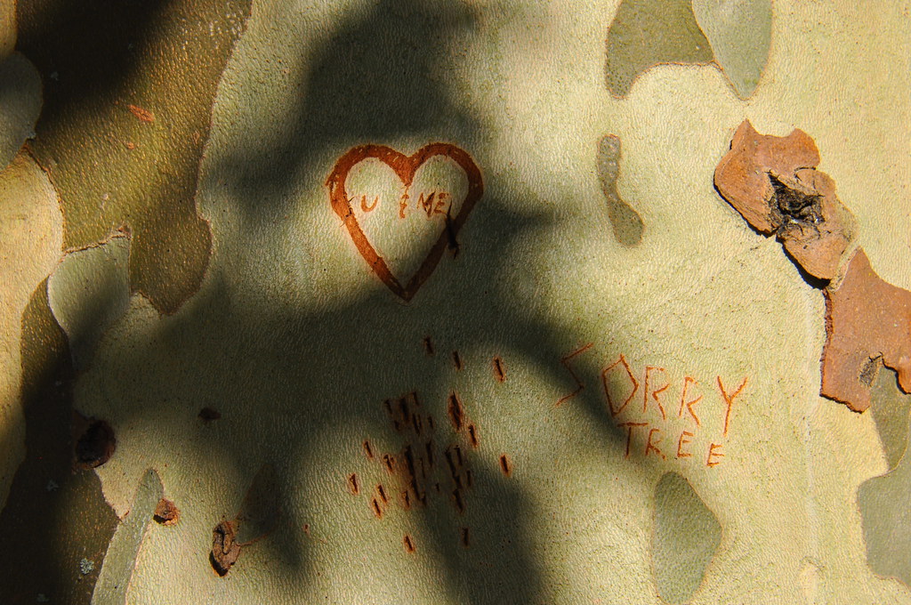 Sorry tree Topaz Park, Blackwood Street, Victoria BC Lotus Johnson