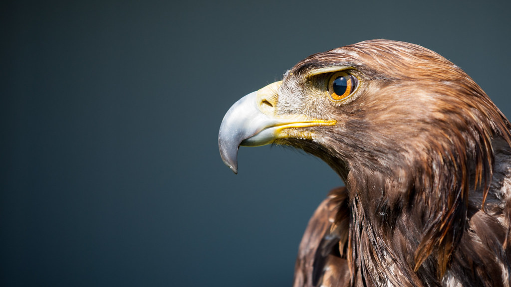 Immature Golden Eagle Immature Golden Eagle 2014 Flickr
