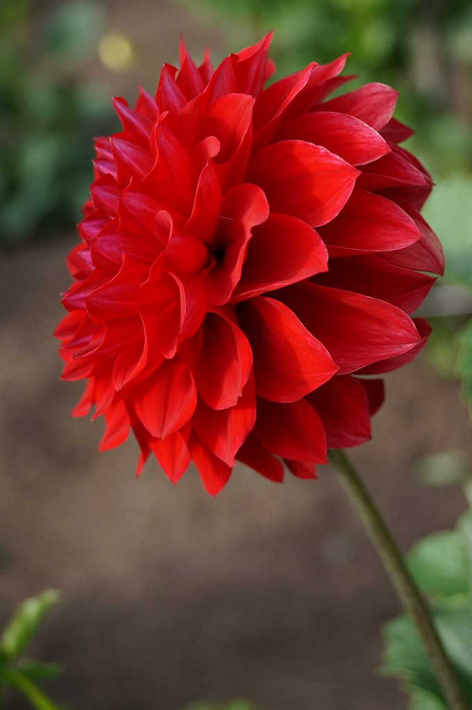 Dahlia 'Judith' in the Dahlia Garden, Golden Gate Park charlottes