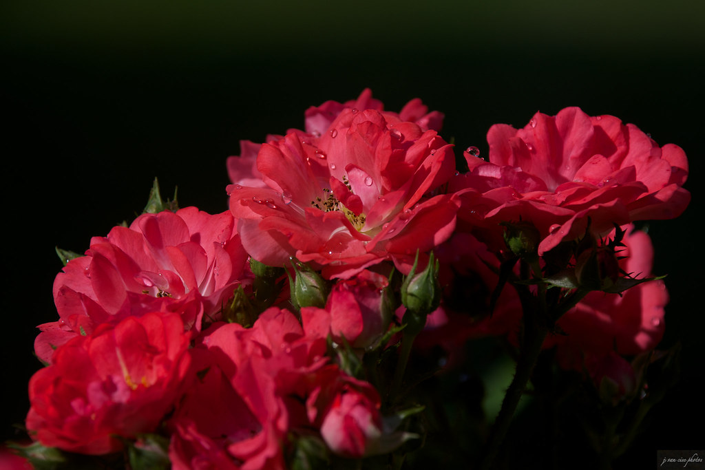 Shrub Rose Michigan "Our life is frittered away by detai… Flickr