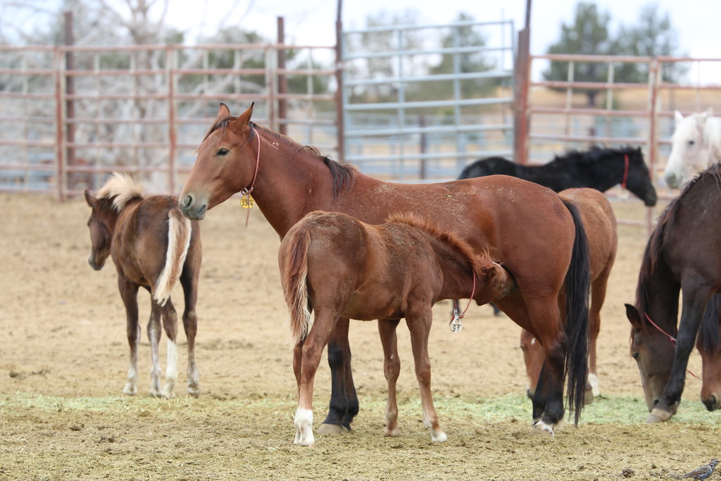 Oregon's Wild Horse Corral Facility Wild horses eat, play,… Flickr
