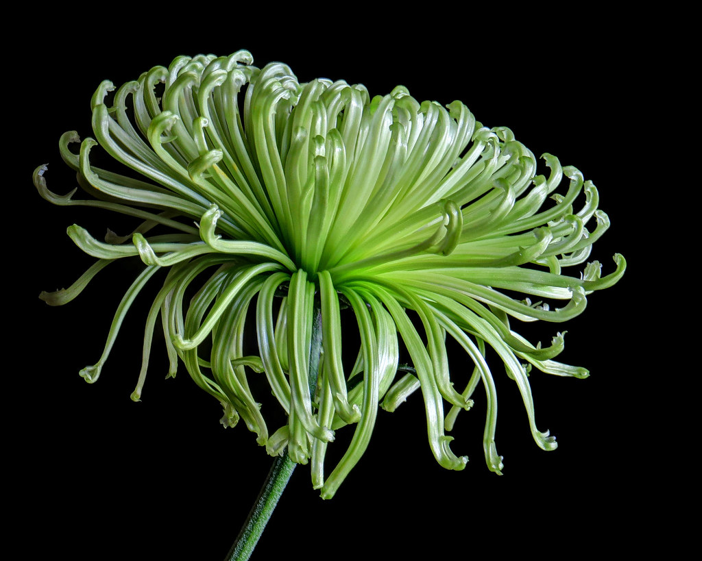 Cacti Dahlia Lime green Nancy Chow Flickr