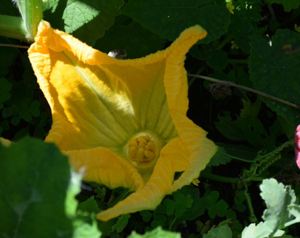 Pumpkin flower (female) Hand pollinated on August 24 Flickr