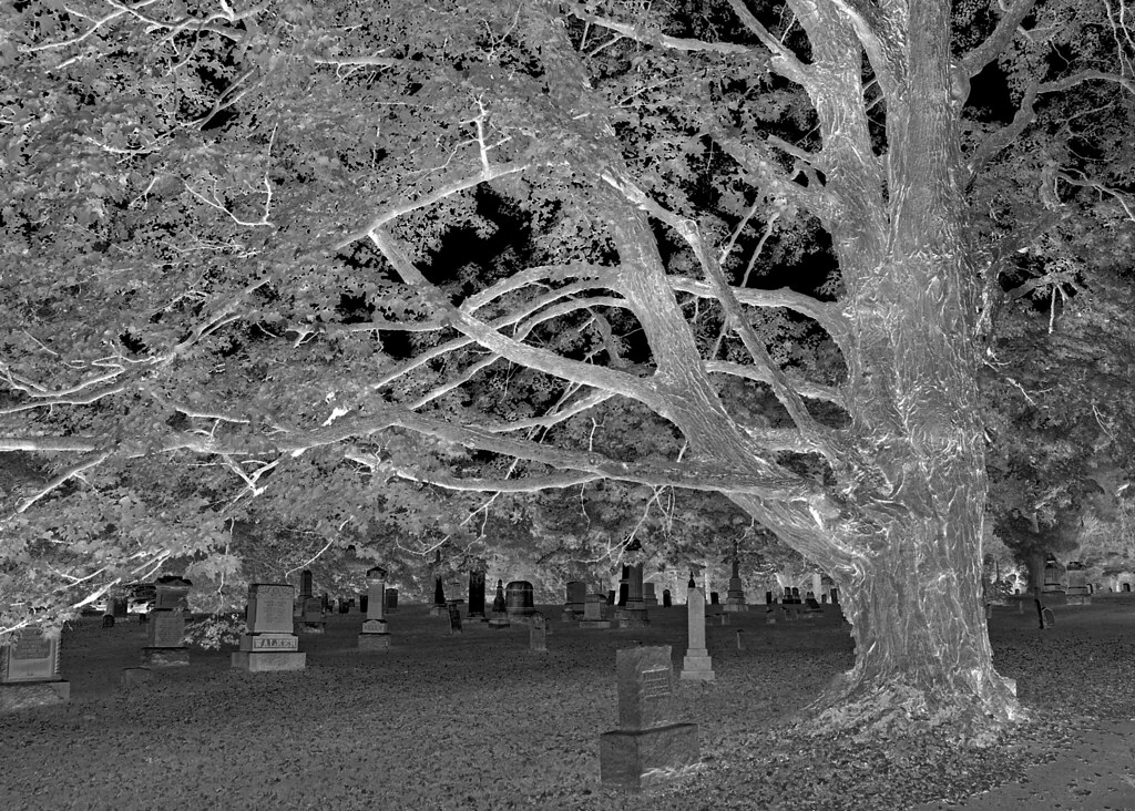 Trees Graveyard In Cherry Valley, Prince Edward County, … Flickr