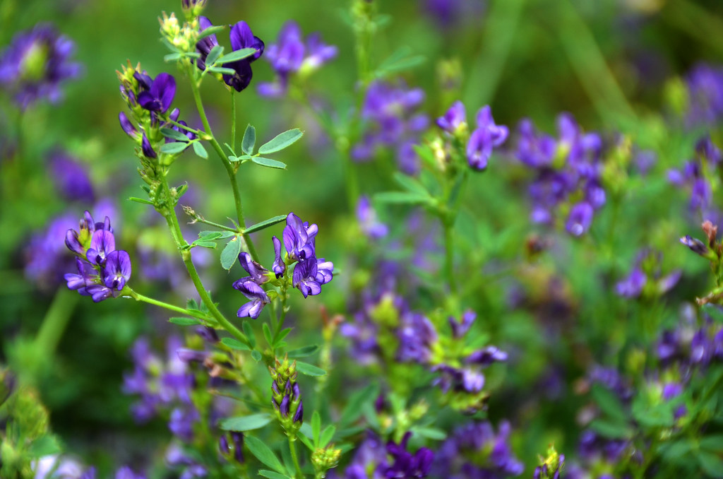 Berwyn, AB T0H 0E0, Canada Sunrise Sunset Times