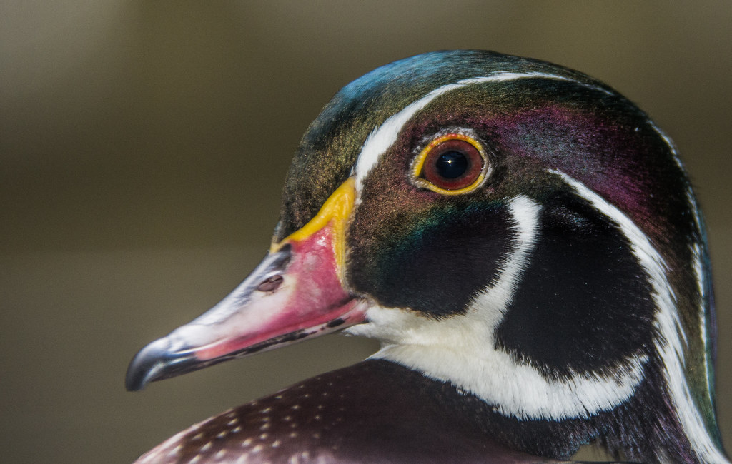 Wood duck Palm Beach Garden, Florida Natalya Nellis Flickr