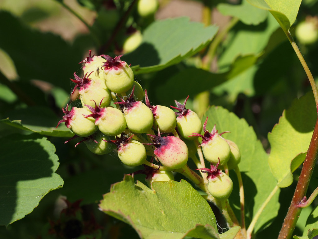 Saskatoon Berries, Service Berries [Amelanchier alnifolia]… Flickr