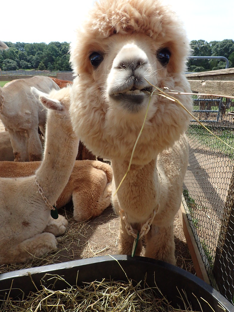 Alpacas Taken at Island Alpaca Company of Martha's Vineyar… Flickr