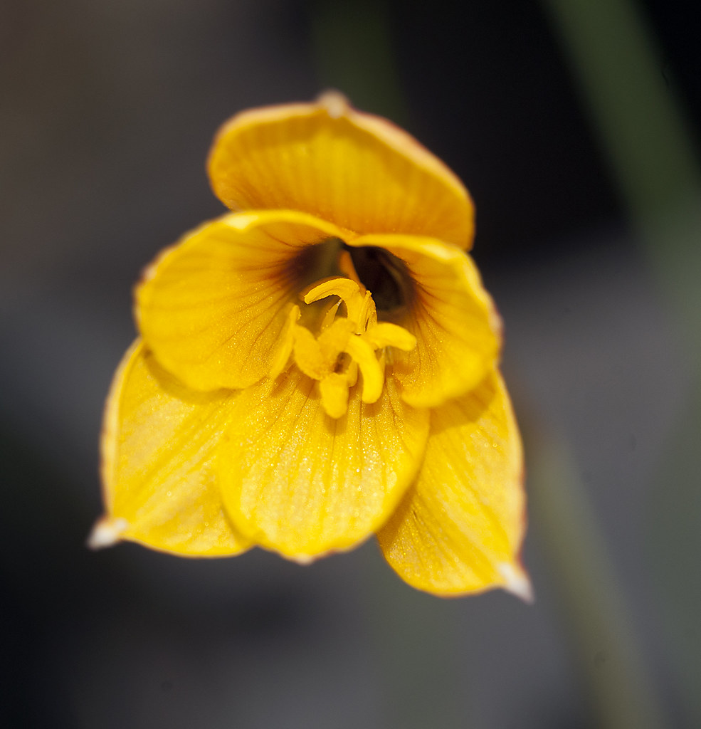 Texas Copper Lily They did it again...when the last rainst… Flickr