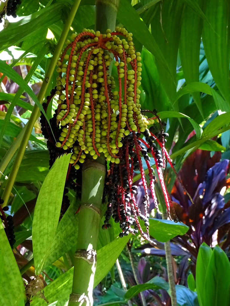 Garden of Eden Arboretum Maui Palm Seeds, Alden Cornell Mo… Flickr