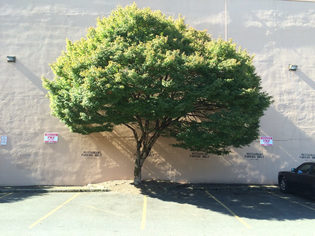 Tree, Salem, Oregon kgpix Flickr