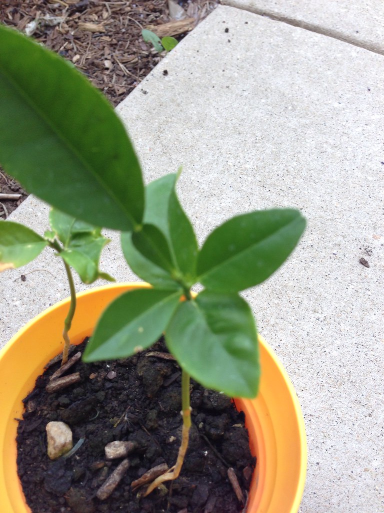 Pomelo seedling mhartner Flickr