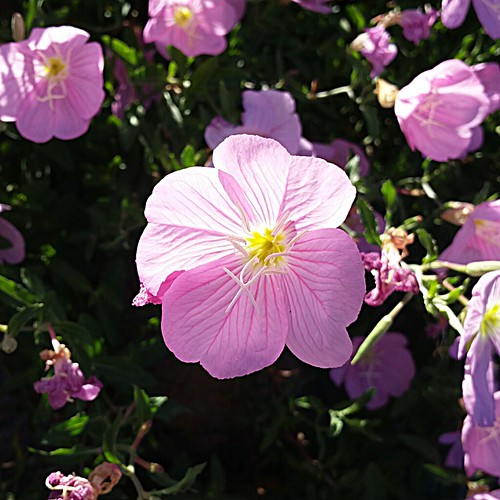 Flowers of Reno. katereese1 Flickr