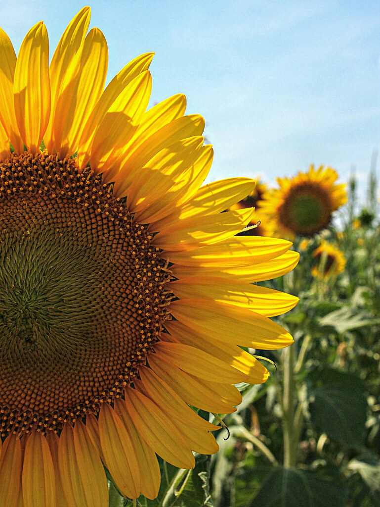 It's Sunflower Time For Flower Thursday. It's the much ant… Flickr
