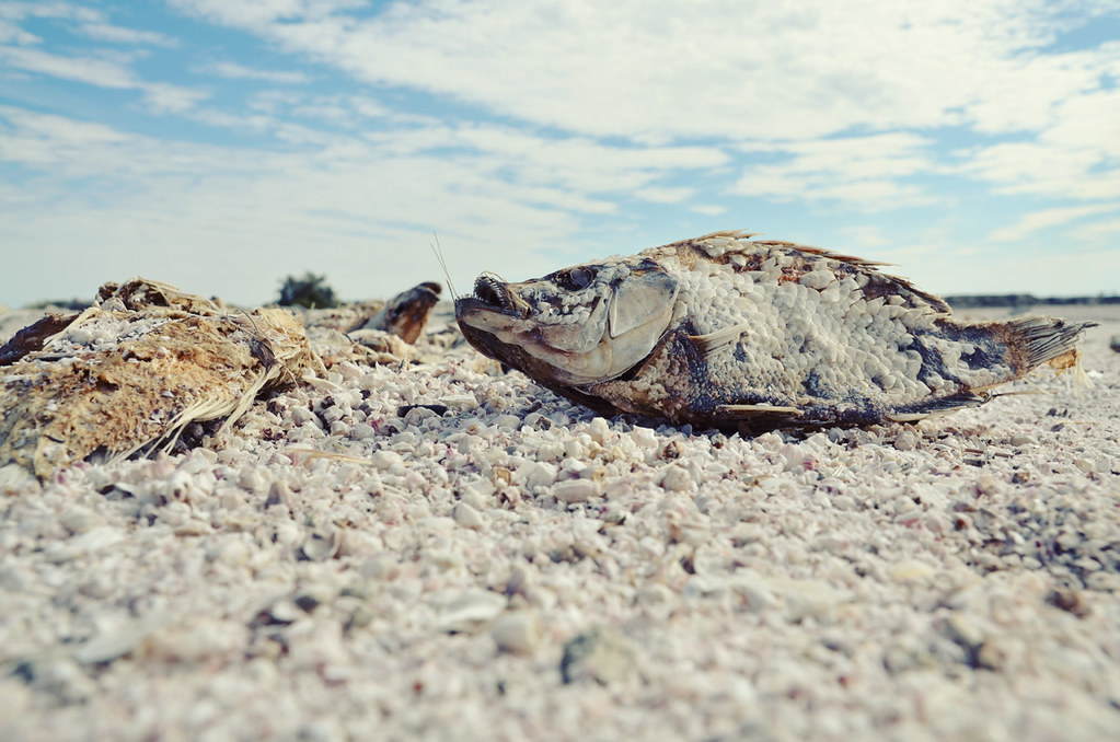 Salton Sea Fish somarj Flickr