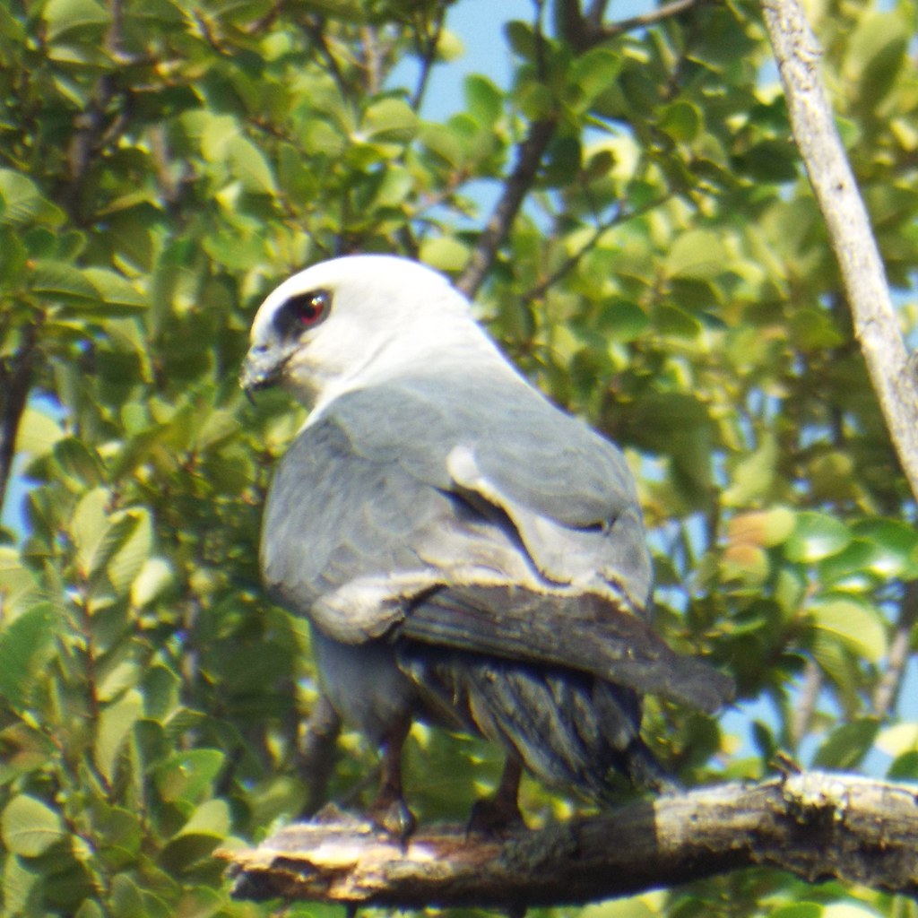 Mississippi Kite, Herman Baker Park, Sherman, Texas Flickr