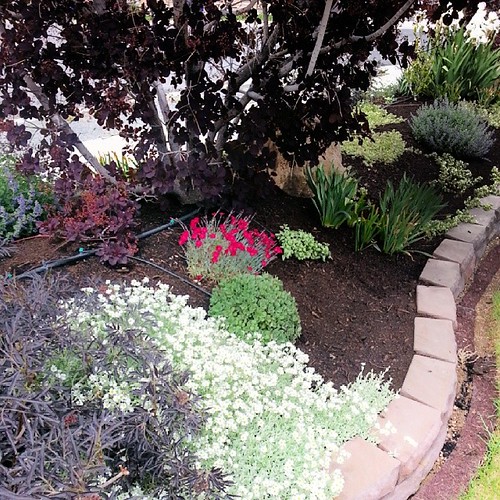 Spent all day putting compost on the flower beds. Darn rig… Flickr